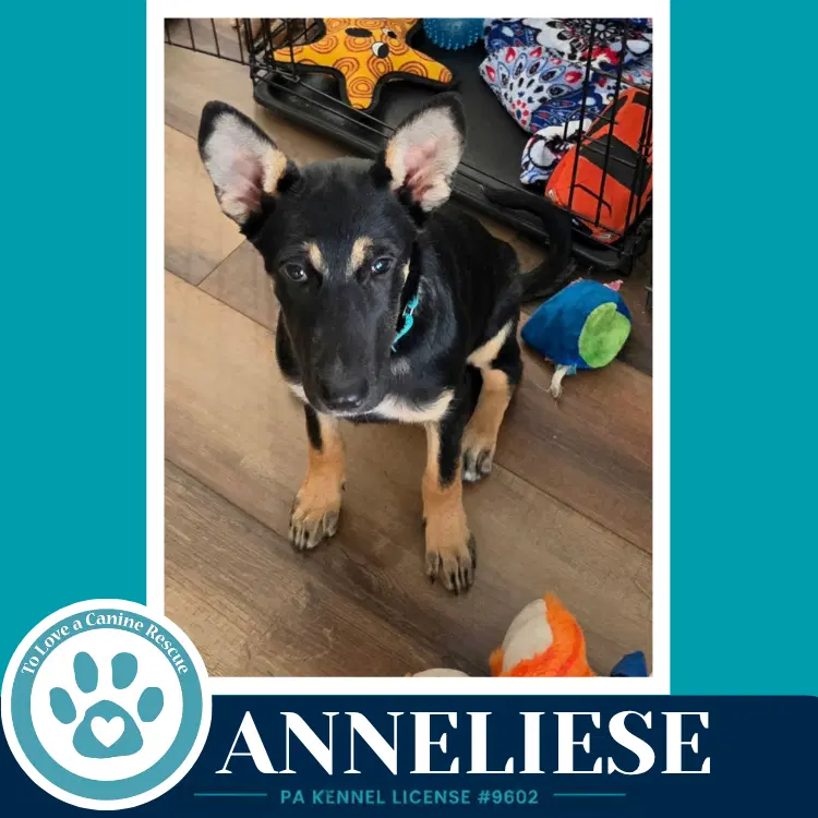 Anneliese Prost Pups image 2