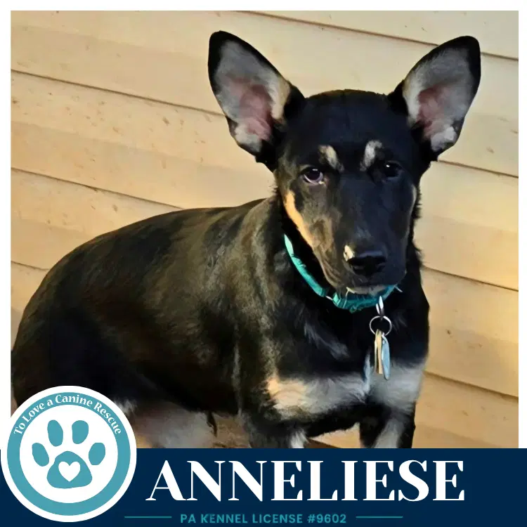 Anneliese Prost Pups image 3