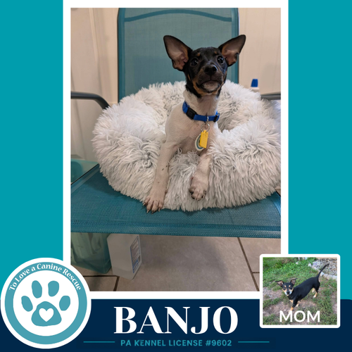 Banjo (Scooters Skittles) 100326, a dog for adoption from To Love a Canine Rescue, Inc.