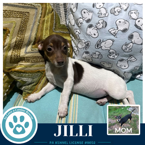 Jilli (Scooters Skittles) 100326, a dog for adoption from To Love a Canine Rescue, Inc.