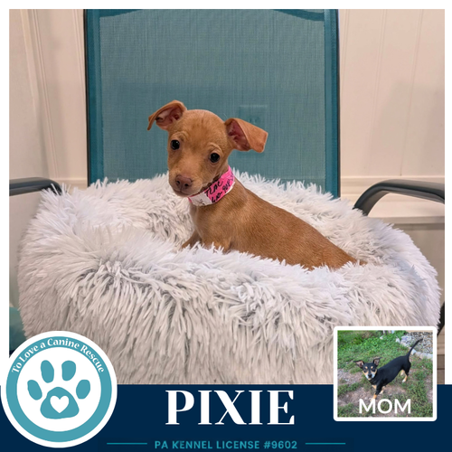 Pixie (Scooters Skittles) 100326, a dog for adoption from To Love a Canine Rescue, Inc.