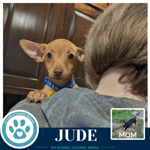 Jude (Scooters Skittles) 100326, a dog for adoption from To Love a Canine Rescue, Inc.