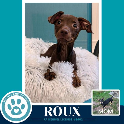 Roux (Scooters Skittles) 100326, a dog for adoption from To Love a Canine Rescue, Inc.