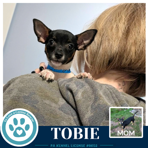 Tobie (Scooters Skittles) 100326, a dog for adoption from To Love a Canine Rescue, Inc.