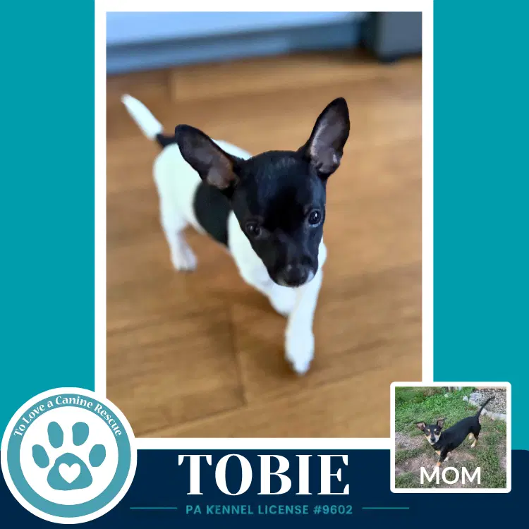 Tobie Scooters Skittles - Chihuahua