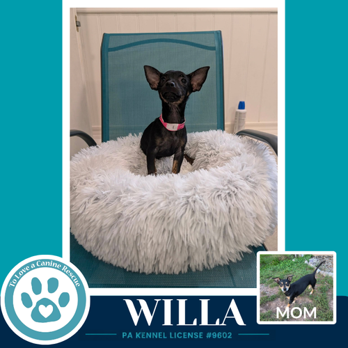 Willa (Scooters Skittles) 100326, a dog for adoption from To Love a Canine Rescue, Inc.