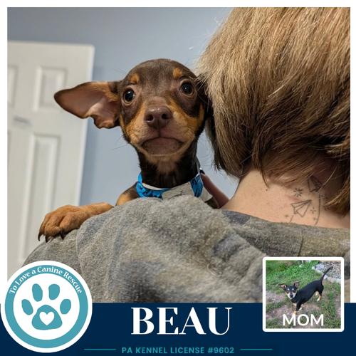 Beau (Scooters Skittles) 100326, a dog for adoption from To Love a Canine Rescue, Inc.