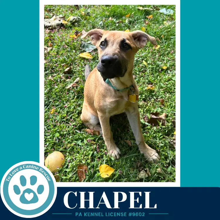 Chapel - Shepherd