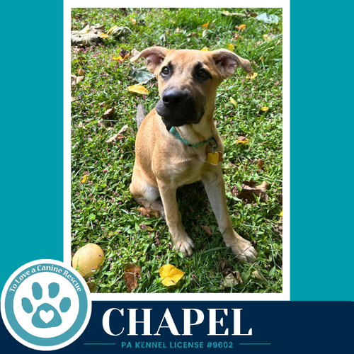 Chapel 100326, a dog for adoption from To Love a Canine Rescue, Inc.