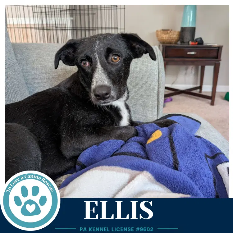 Ellis - Border Collie