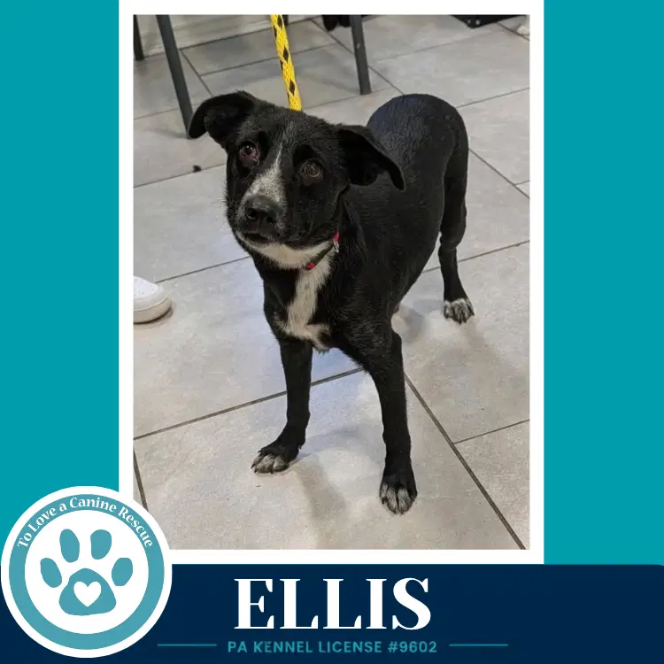 Ellis image 2
