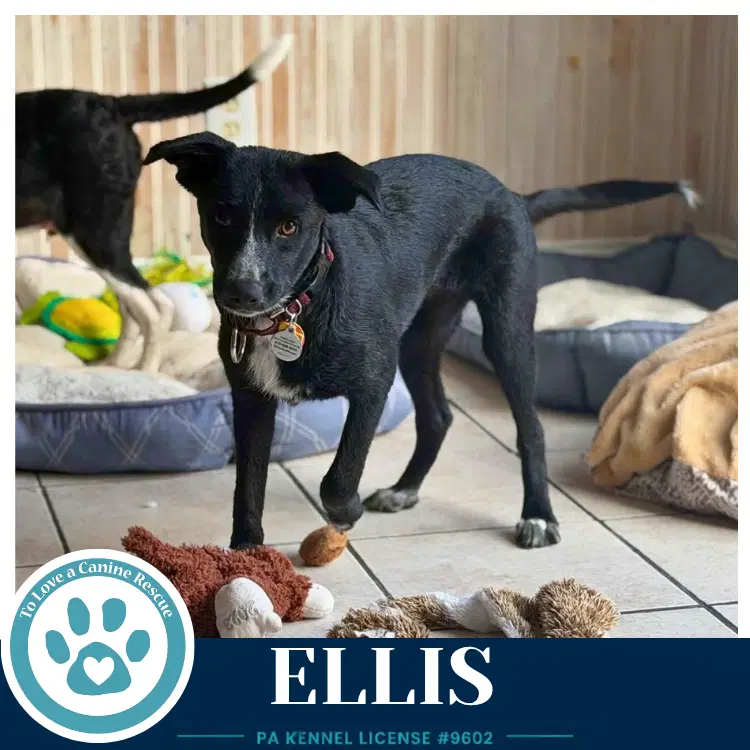 Ellis image 3