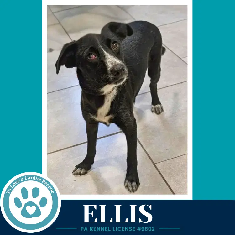 Ellis image 4