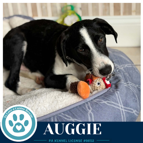 Auggie 100326, a dog for adoption from To Love a Canine Rescue, Inc.