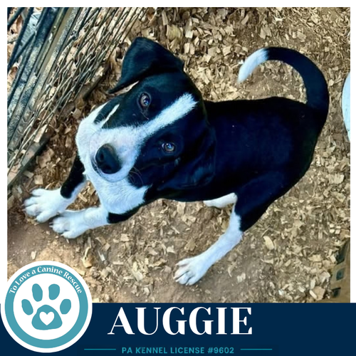 Photo 2 of Auggie 100326