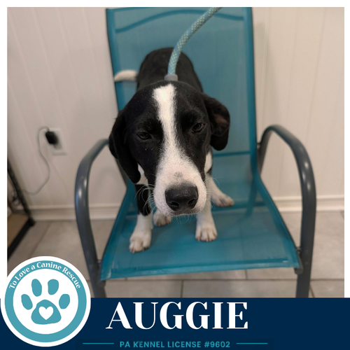 Photo 3 of Auggie 100326