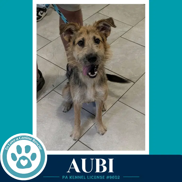 Aubi - Shepherd
