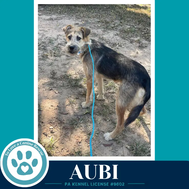 Aubi image 2
