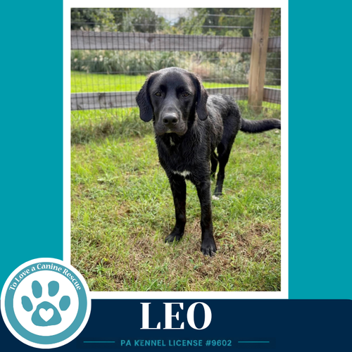Leo (The L Train) 100326, a dog for adoption from To Love a Canine Rescue, Inc.