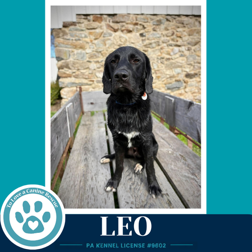 Photo 3 of Leo (The L Train) 100326