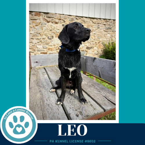 Photo 4 of Leo (The L Train) 100326