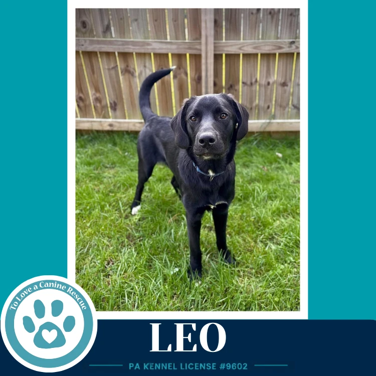 Leo The L Train