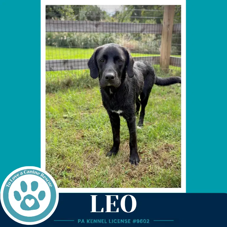 Leo The L Train image 2