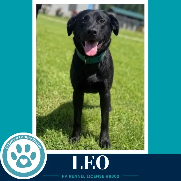 Leo The L Train image 3