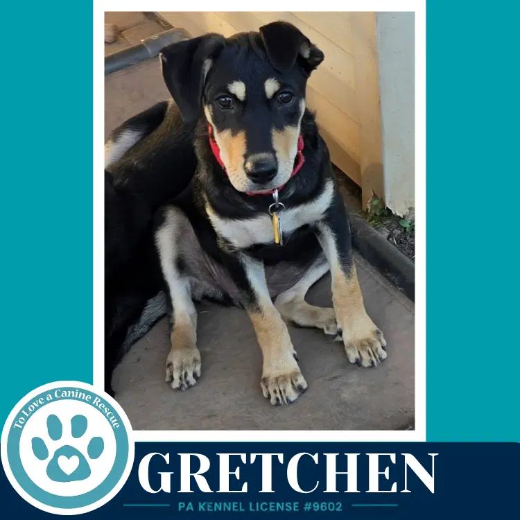 Gretchen Prost Pups - German Shepherd Dog