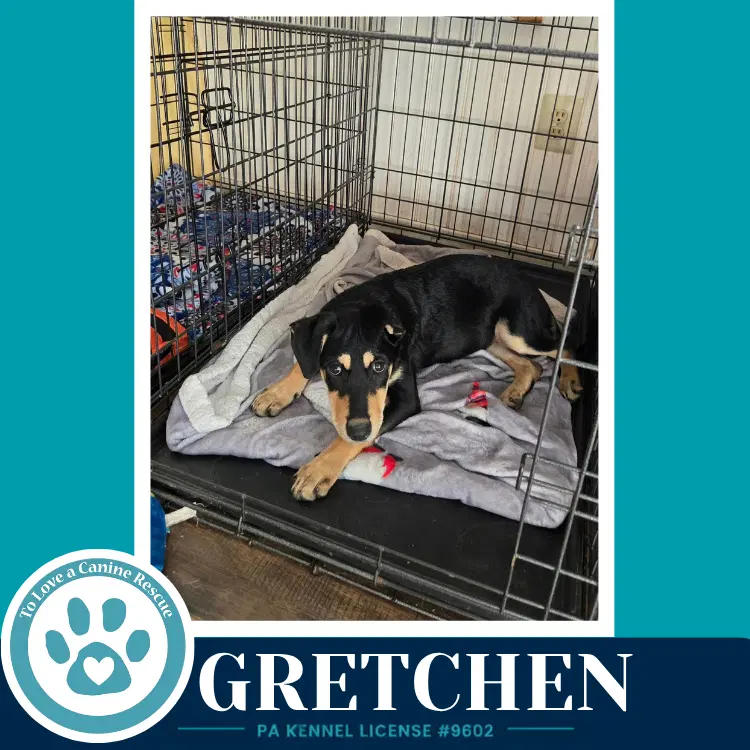 Gretchen Prost Pups image 2
