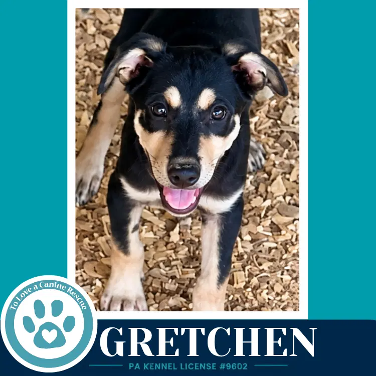 Gretchen Prost Pups image 3