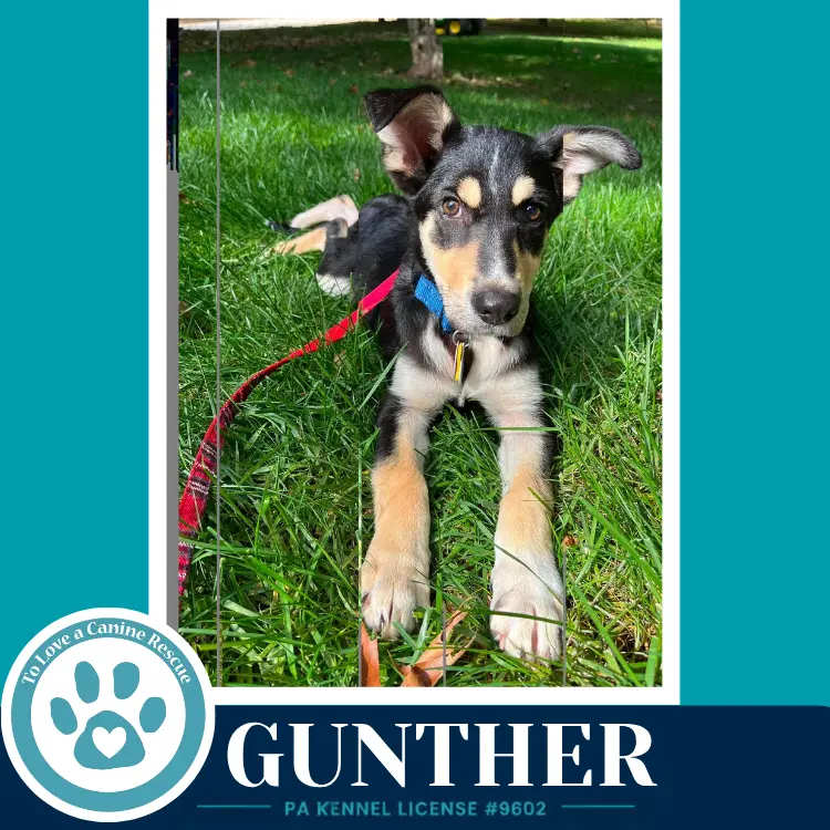 Gunther Prost Pups - German Shepherd Dog