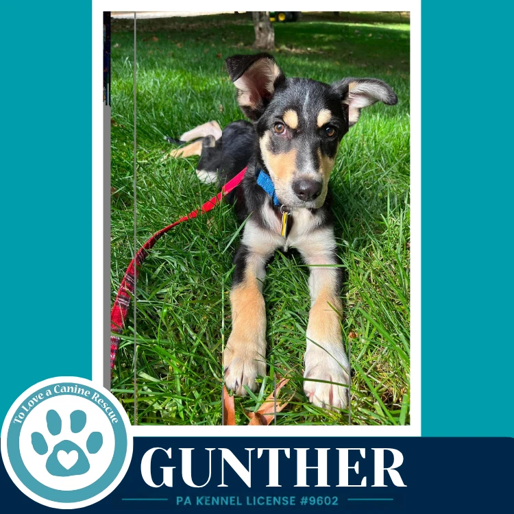 Gunther Prost Pups