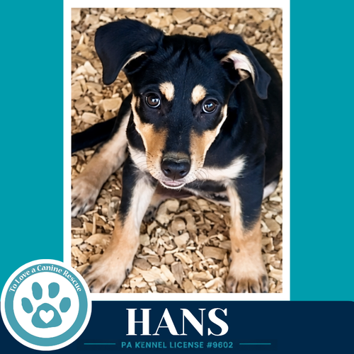 Photo 2 of Hans (Prost Pups) 100326