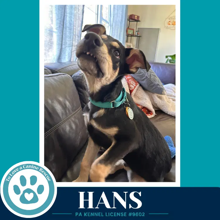 Hans Prost Pups - German Shepherd Dog