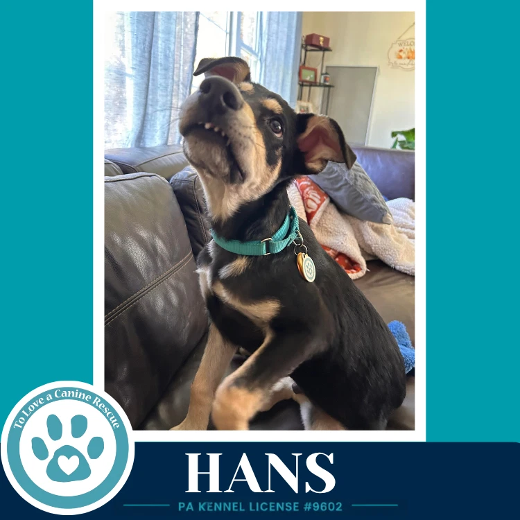 Hans Prost Pups