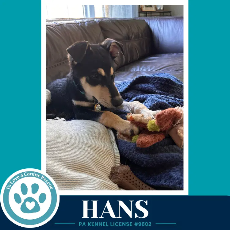 Hans Prost Pups image 2