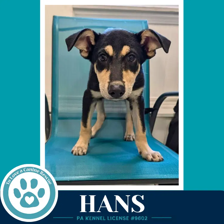 Hans Prost Pups image 3