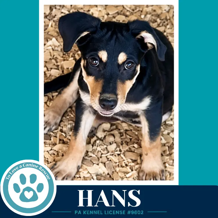 Hans Prost Pups image 4