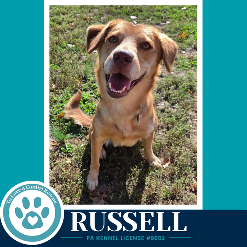 Russell 100326, a dog for adoption from To Love a Canine Rescue, Inc.
