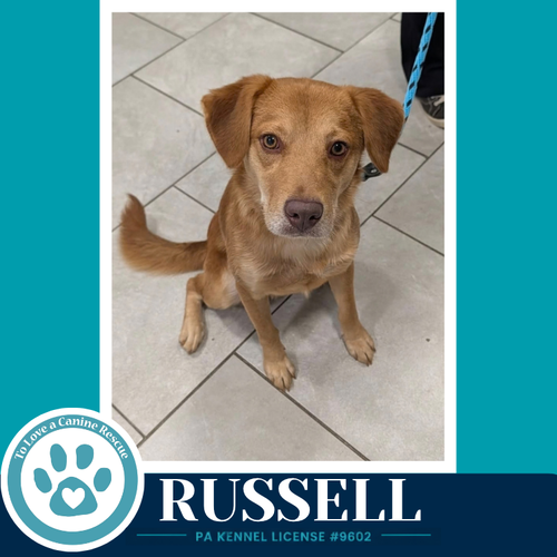 Photo 2 of Russell 100326