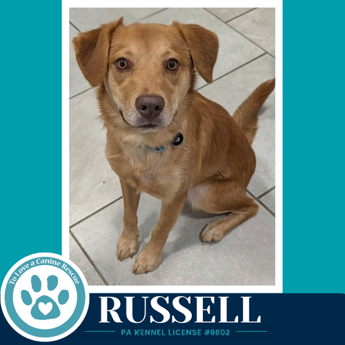 Photo 3 of Russell 100326