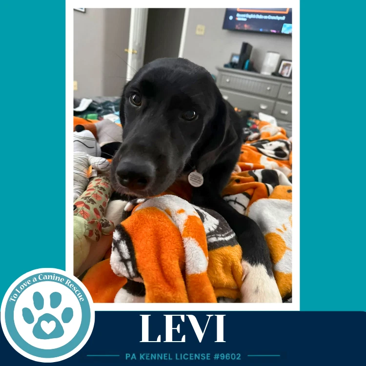Levi The L Train
