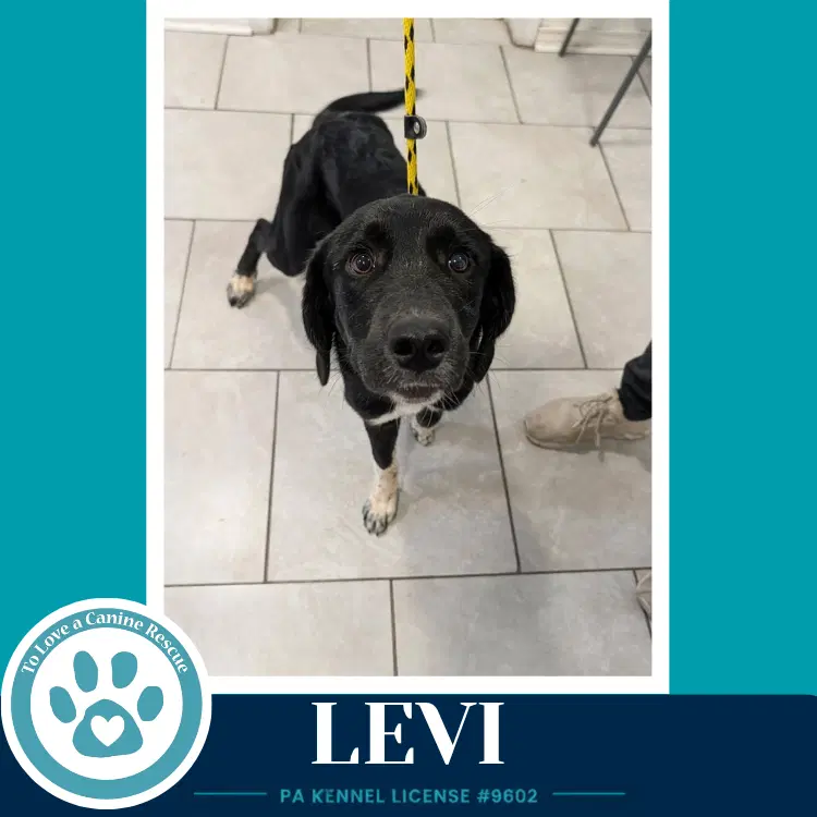 Levi The L Train image 2