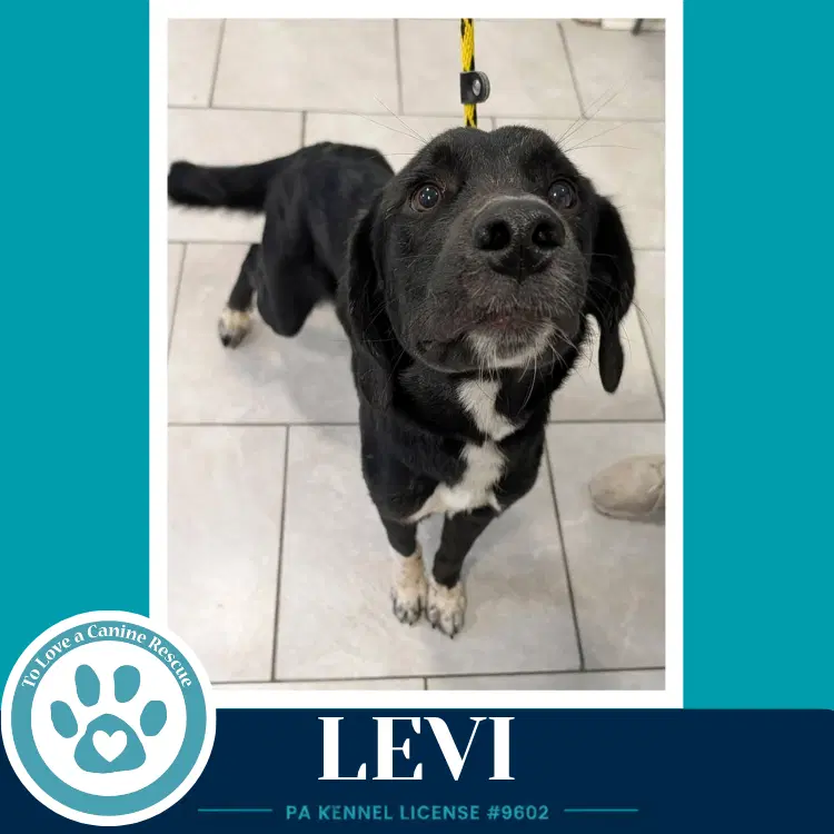 Levi The L Train image 3