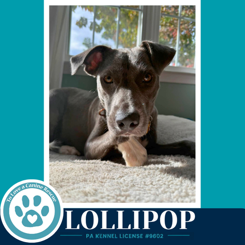 Lollipop 100326, a dog for adoption from To Love a Canine Rescue, Inc.