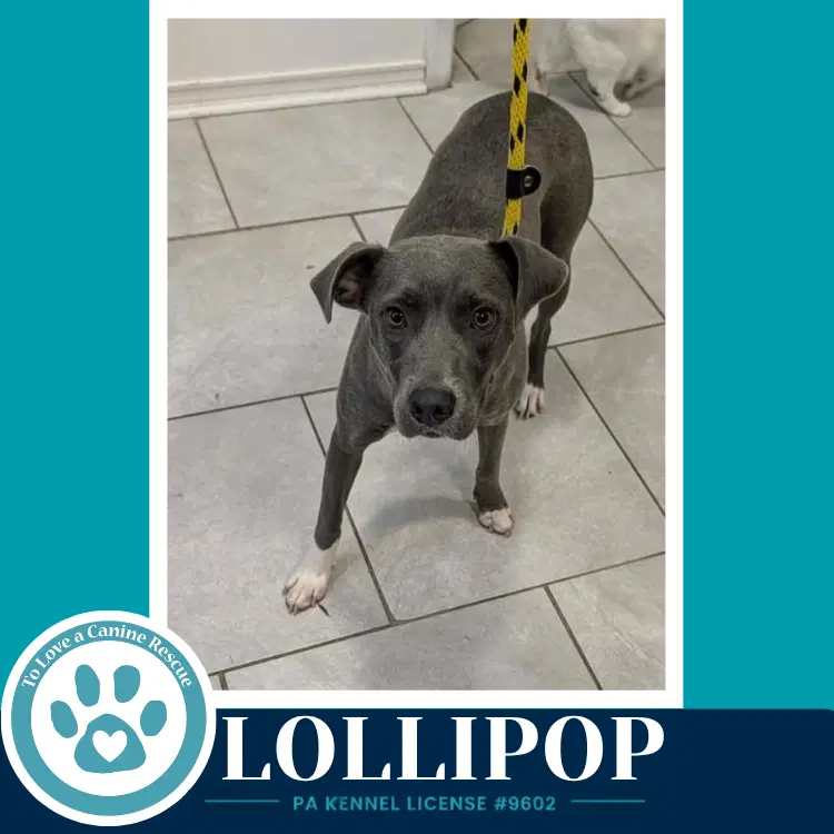 Lollipop image 2
