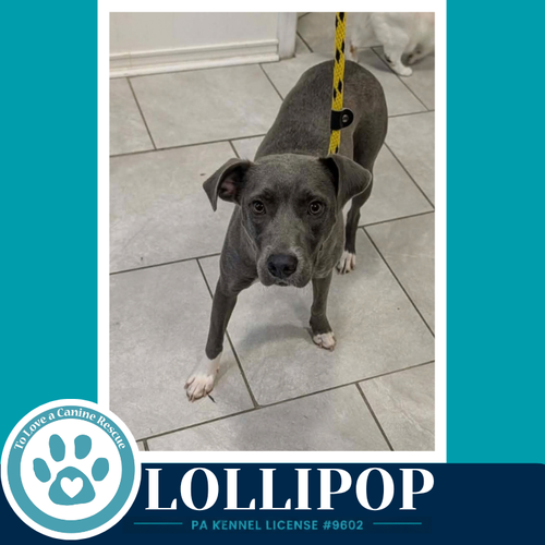 Photo 2 of Lollipop 100326