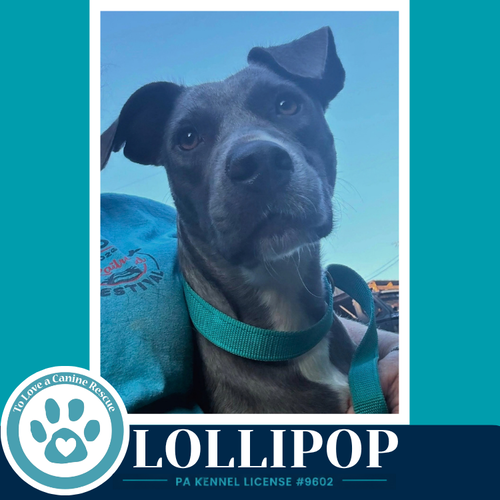 Photo 3 of Lollipop 100326
