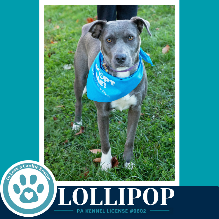 Lollipop 100326